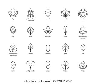 Leaf linear thin vector icons. Nature and ecology. Figs, philodendron, beech, maple, monstera, oak, apple and many others. Isolated outline of leaves plants with title on a white background.