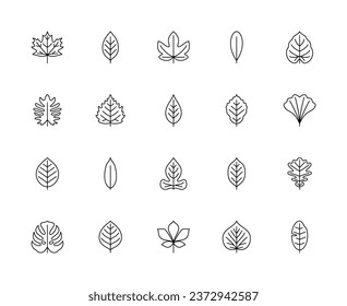 Leaf linear vector icons. Nature and ecology. Maple, cherry, figs, olive, philodendron, birch, ash, beech, ginkgo biloba and many others. Isolated outline of leaves plants on a white background.