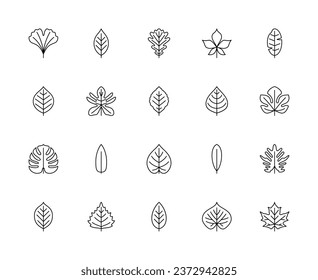 Leaf linear vector icons. Nature and ecology. Ginkgo biloba, cherry, oak, chestnut, banana, pear, philodendron, beech, apple and many others. Isolated outline of leaves plants on a white background.