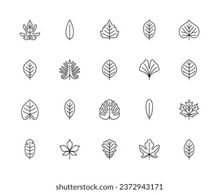 Leaf linear vector icons. Nature and ecology. Philodendron, bamboo, birch, walnut, linden, beech, pear, ginkgo biloba, apple and many others. Isolated outline of leaves plants on a white background.