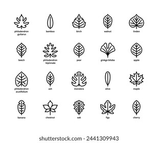 Leaf linear vector icons. Nature and ecology. Linear style of leaves philodendron, bamboo, birch, walnut, linden, beech, pear and many others. Isolated outline of leaves plants on a white background.