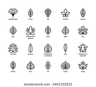 Leaf linear vector icons. Nature and ecology. Linear style of leaves ginkgo biloba, cherry, oak, chestnut, banana, pear and many others. Isolated outline of leaves plants on a white background.