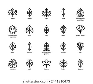 Leaf linear vector icons. Nature and ecology. Linear style of leaves maple, cherry, figs, olive, birch, beech, ginkgo biloba and many others. Isolated outline of leaves plants on a white background.