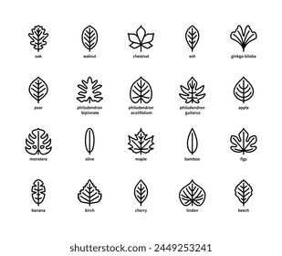 Leaf linear vector icons. Nature and ecology. Linear style of leaves oak, walnut, chestnut, ash, ginkgo biloba, pear and many others. Isolated outline of leaves plants on a white background.