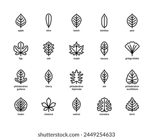 Iconos de vector lineal de hoja. Naturaleza y ecología. Estilo lineal de hojas de manzana, oliva, haya, bambú, pera, higos, roble, arce y muchos otros. Contorno aislado de hojas de plantas sobre un fondo blanco.