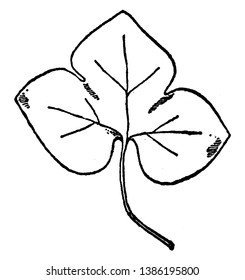 Leaf of Liverwort have simple three corner leave pattern, vintage line drawing or engraving illustration.