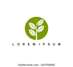 Leaf logo, botanical logo design. leaves icon vector illustration