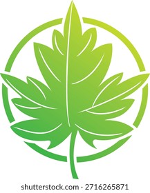Leaf logo design. Green leaf logo design
