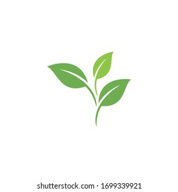 Leaf Logo Template vector symbol nature