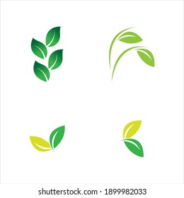leaf logo vector illustration  design template