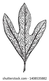 The leaf is long and broad. Leaf is thin. The veins go out from centra. Stalk is short and thin, vintage line drawing or engraving illustration.