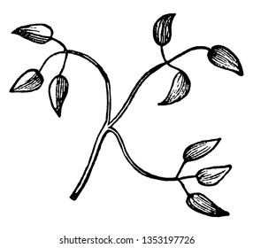 ein Blatt sieht wie ein Zwiebelblatt aus. Mit drei Blättern, pro ternate Verbindung und Stiel sind sehr schlank und lang, Vintage Linie Zeichnung oder Gravitation Illustration.