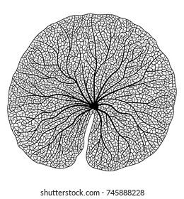 Leaf Lotus, isolated. Vector illustration.