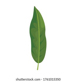 Leaf lychee vector icon.Cartoon vector icon isolated on white background leaf lychee.