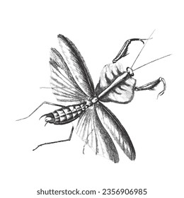 Leaf mantis (Choeradodis strumaria), Doodle sketch. Vintage vector illustration.