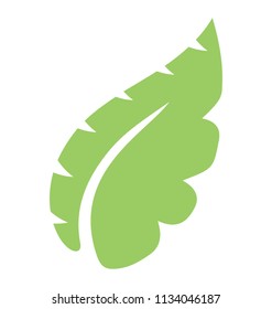 
Leaf with many corners and one vein, offering tropical leaf 
