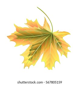 Leaf Maple autumnal on a white background vector illustration