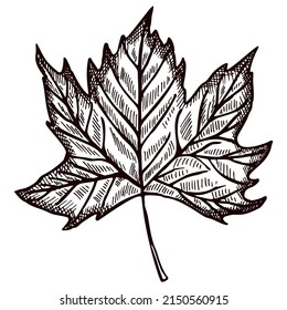 532 Maple leaf tattoo black white Images, Stock Photos & Vectors ...