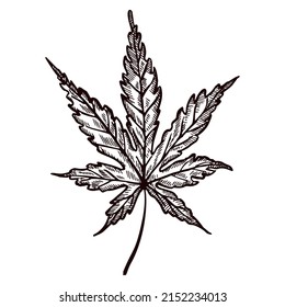 Leaf maple engraved in isolated white background. Vintage canadian botanical foliage in hand drawn style. Vector sketch design for poster, print, book illustration, tattoo.