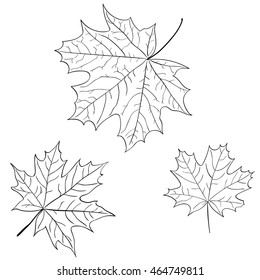 Leaf of a maple, nature symbol, monochrome vector, isolated, contour