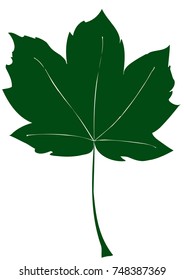 leaf maple vector