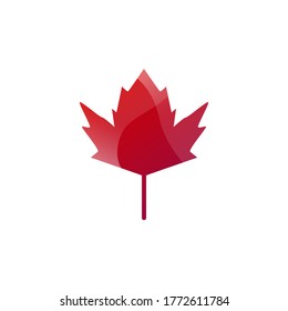 leaf maple vector design template illustration