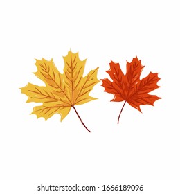 Leaf maple vector stock isolated on white background