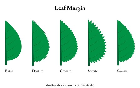 Leaf margin. Entire, dentate, crenate, serrate, sinuate.