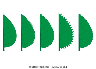 Leaf margin, entire, dentate, crenate, serrate, sinuate.