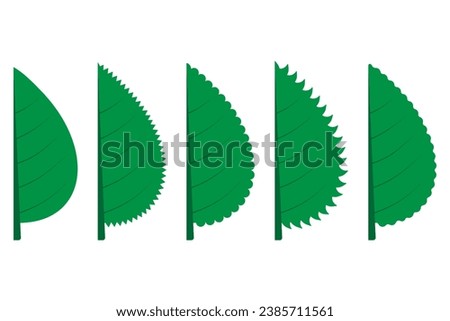 Leaf margin, entire, dentate, crenate, serrate, sinuate.