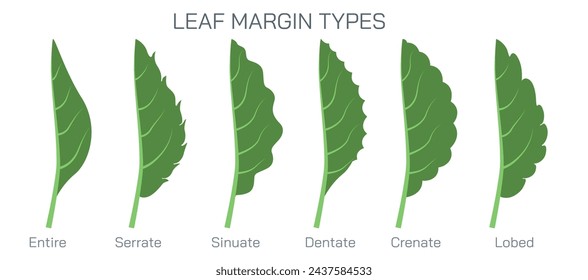 Blattrandtypen Vektor. Arten von Stipeln im Blatt. Botanik und ihre Zweige Studierende studieren Material. Anatomie und Schnittbild. Realistische Illustrierte Anleitung für Blattrandtypen.