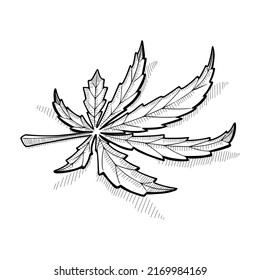 Una hoja de marihuana miente. Esbozo vectorial dibujado a mano en estilo doodle. Aislado sobre fondo blanco.