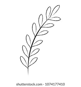 leaf of marine plant