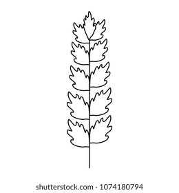 leaf of marine plant