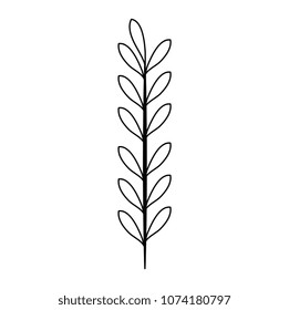 leaf of marine plant