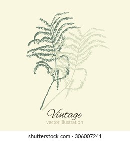 Leaf of mimosa hand drawn illustration isolated, Vector vintage ink doodle sketch, floral silhouette for design pattern, package cosmetic, greeting card, wedding invitation, florist shop, beauty salon