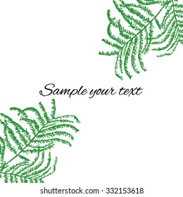 Leaf of mimosa vector illustration isolated on white background, hand drawn sketch, floral drawing, decorative plant, Designed frame for banner, greeting card, wedding invitation, cosmetic packaging