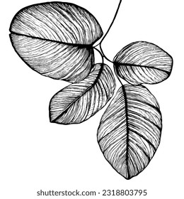 Vector de arte de línea mínima de hoja 