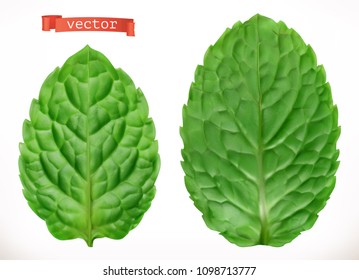 Leaf Of Mint. 3d Realistic Vector Icon