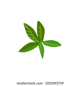 Leaf of mint. Appetizing vegetable icon. Vector illustration.


