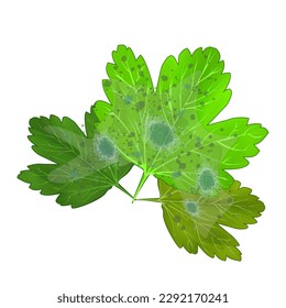 Leaf with mold isolated on white background. Green leaf are damaged by fungi pathogen. Plant blight symptom. Powdery mildew on leaves. Plant disease.Mould spots on the leaves.Stock vector illustration