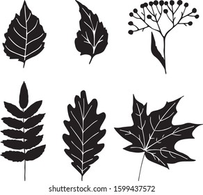 leaf monochrome Quercus Acer Sorbus Betula set