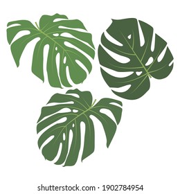 Leaf of Monstera Deliciosa plant from tropical rainforest isolated on white background. Can be used for greeting cards, flyers, invitations, web designs and more. The file has a trim path.