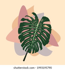 The leaf of the Monstera Deliciosa plant from tropical forests are isolated against a fall background. Can be used for greeting cards, flyers, invitations, web design, and everything