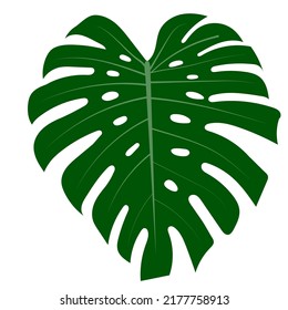 Leaf of Monstera Deliciosa plant from tropical rainforest isolated on white background. Can be used for greeting cards, flyers, invitations, web designs and more. The file has a trim path.