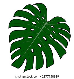 Leaf of Monstera Deliciosa plant from tropical rainforest isolated on white background. Can be used for greeting cards, flyers, invitations, web designs and more. The file has a trim path.