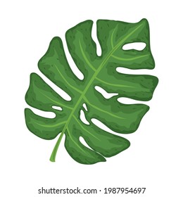 Blättermonstera exotische Natur einzeln