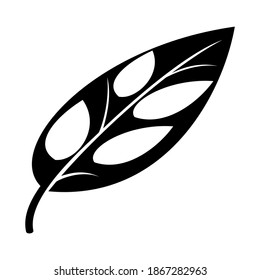 hoja, Monstera oblicua Miq, hojas negras con agujeros en bellas hojas aisladas en fondo blanco.