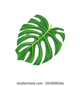 Leaf of monstera palm tree, exotic plant vector Illustration