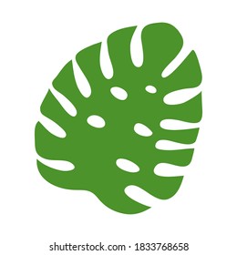 Leaf of the monstera plant. Isolated on white background. Vector illustration.